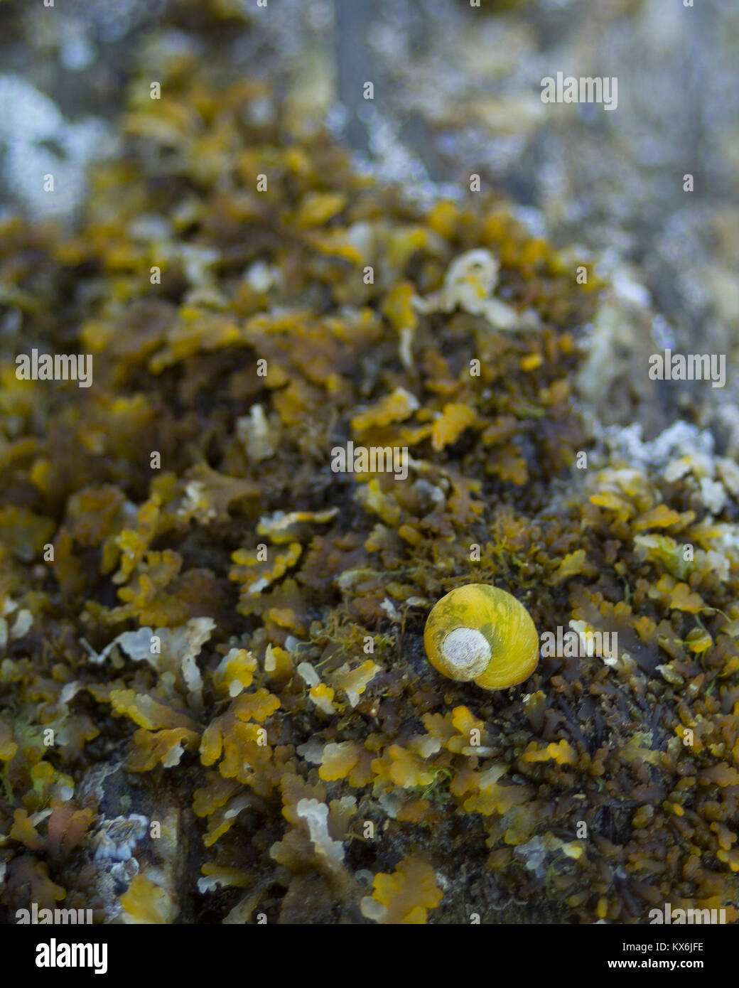 A common Periwinkle (Littorina littorea) Stock Photo