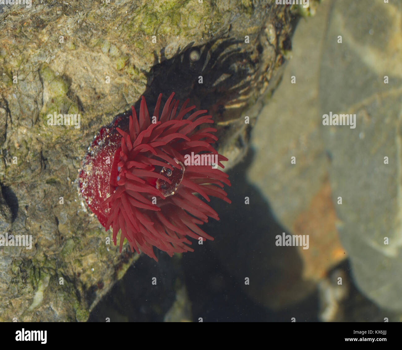 Strawberry anemone (Actinia fragacea) in a British Rockpool Stock Photo