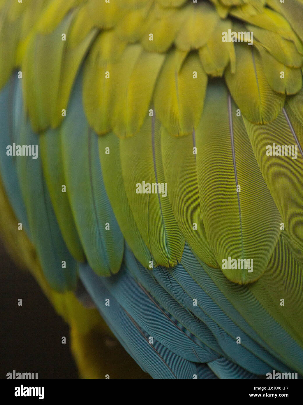 Bird in captivity Stock Photo Alamy