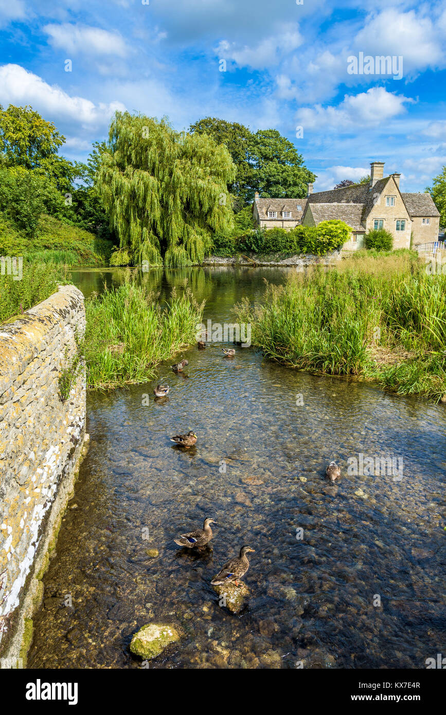 Ducks on the water at the Mill pond on a partly cloudy summer day. Fairford, Gloucestershire, England. Stock Photo