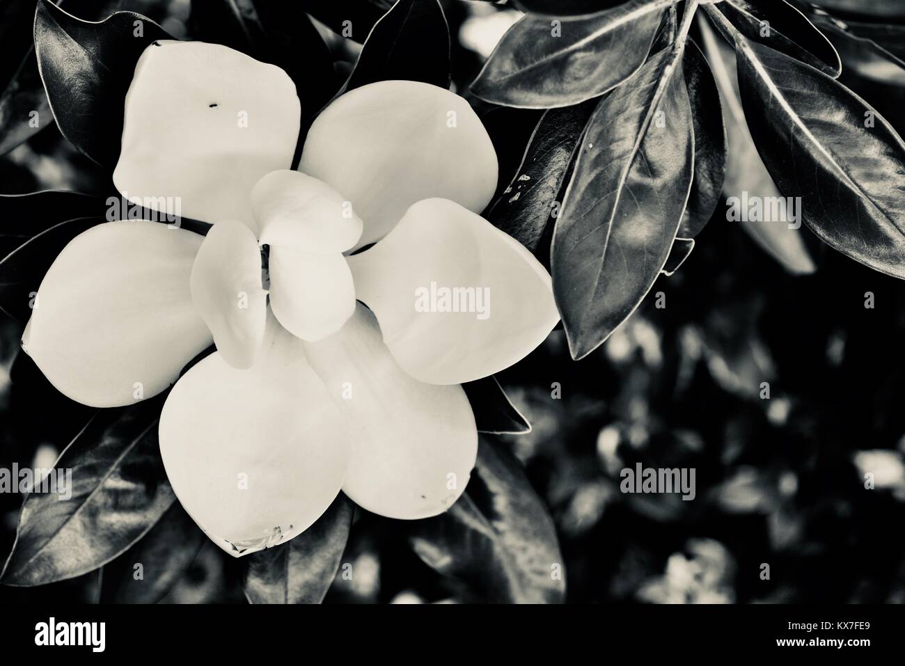 Brilliant white magnolia flowers open in the morning, Sunshine Coast ...