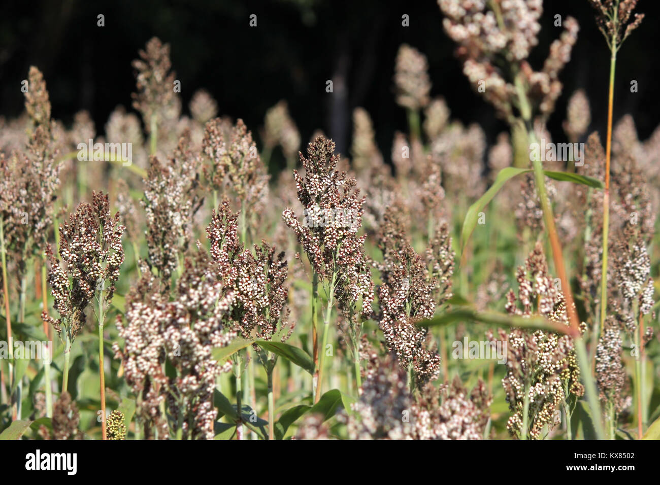 pile of or millet plants in the field Stock Photo Alamy