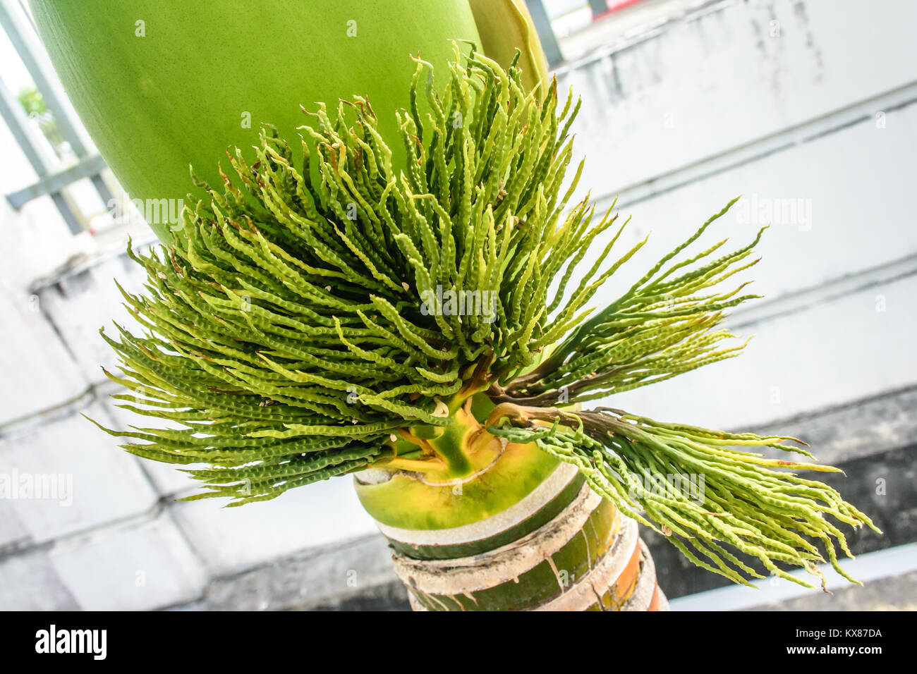 photo of bud of palm, adonidia merrillii Stock Photo