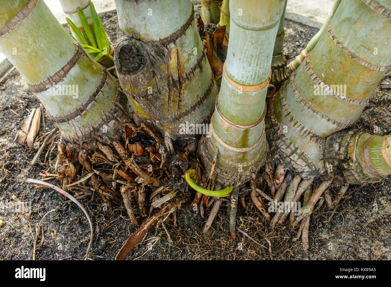 closeup photo of root of palm, ptychosperma macarthurii Stock Photo Alamy