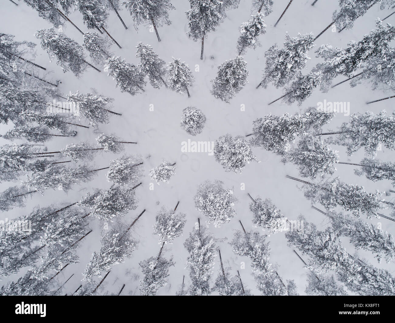 Aerial view snowy pine trees hi-res stock photography and images - Alamy