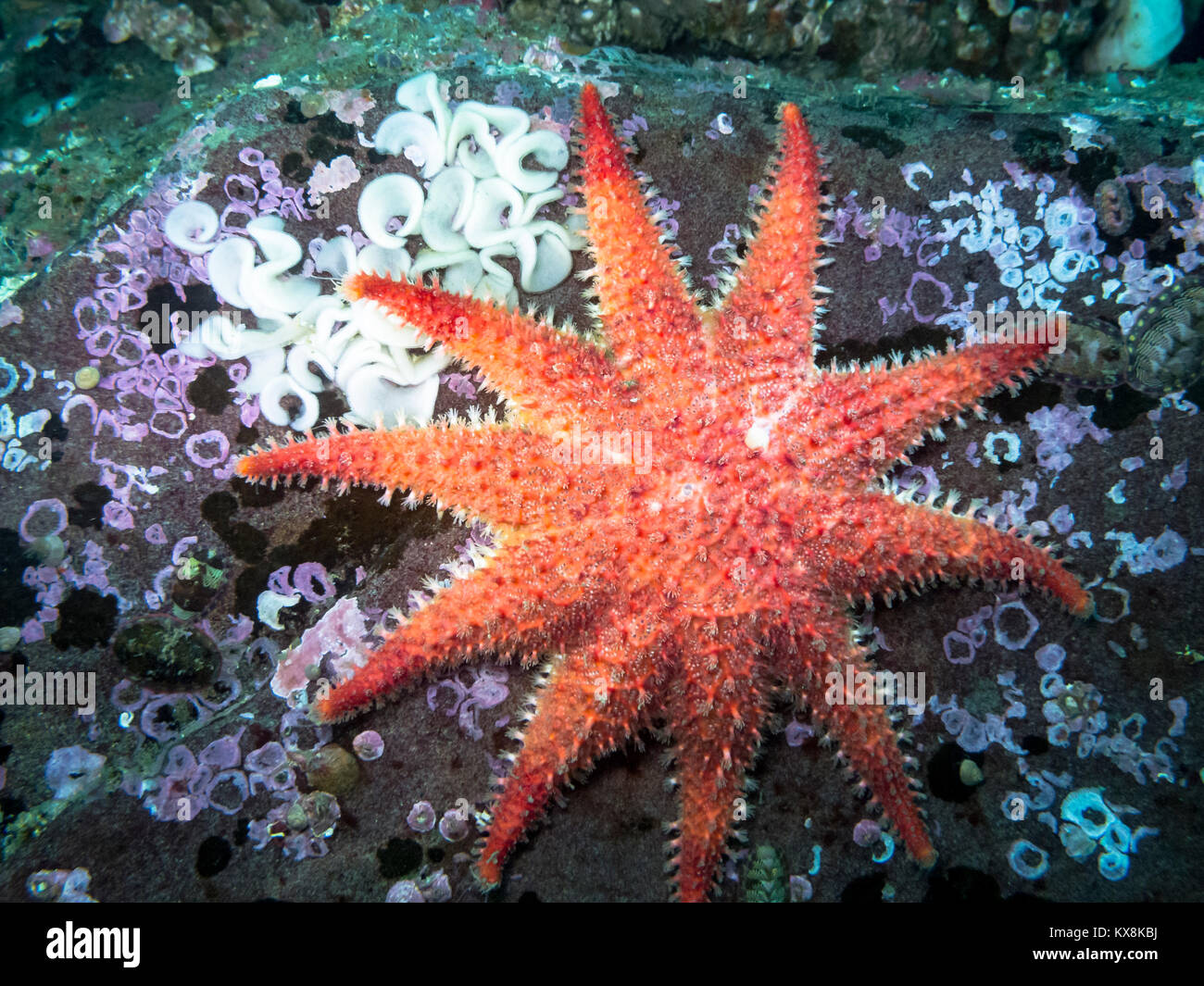 A vibrant star with many common names photographed in southern British Columbia at a depth of 30ft. Nudibranch eggs on top left of boulder as well. Stock Photo