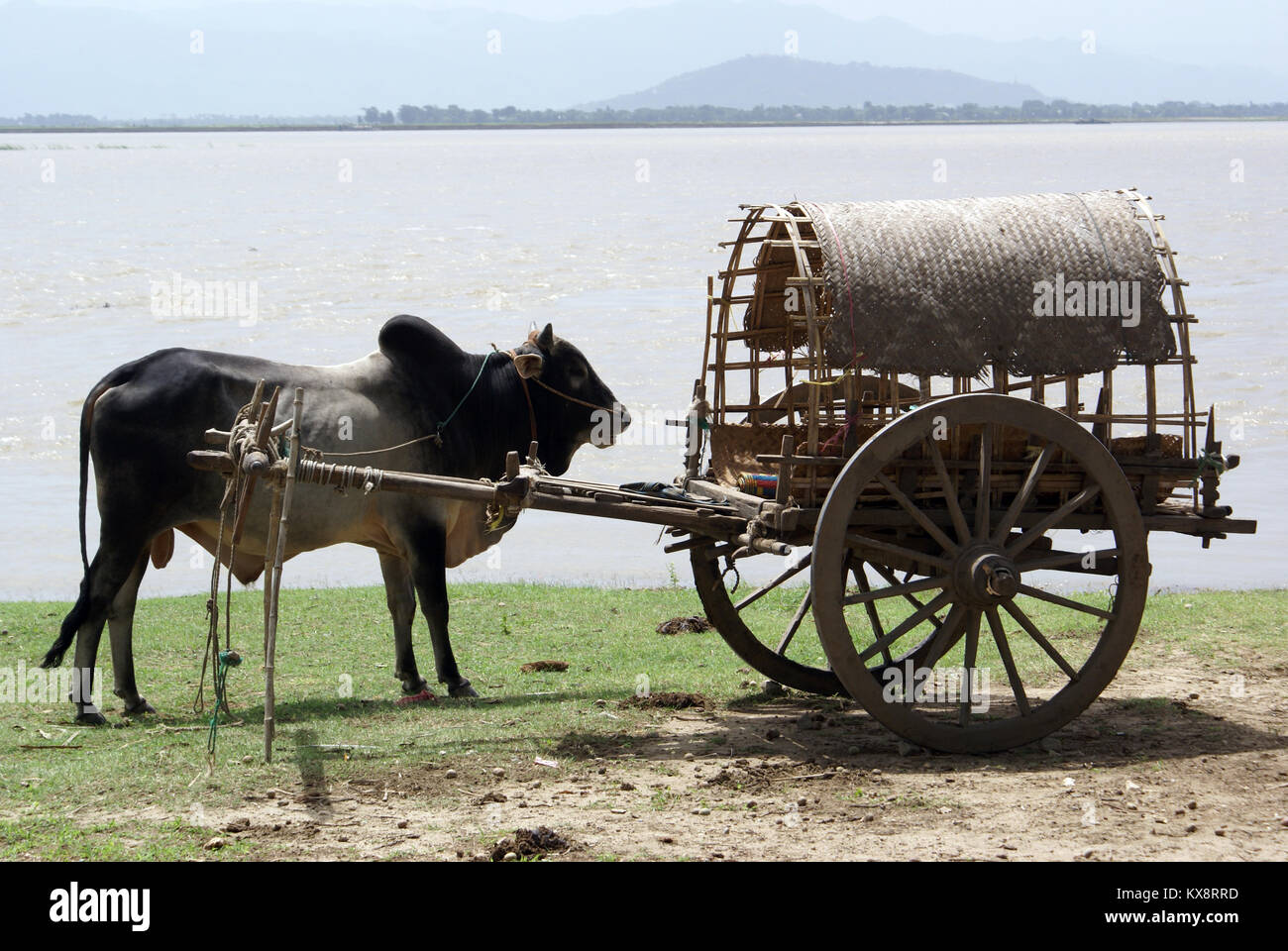 Cow and cart near river in Mingun, Mandalay, Myanmar Stock Photo