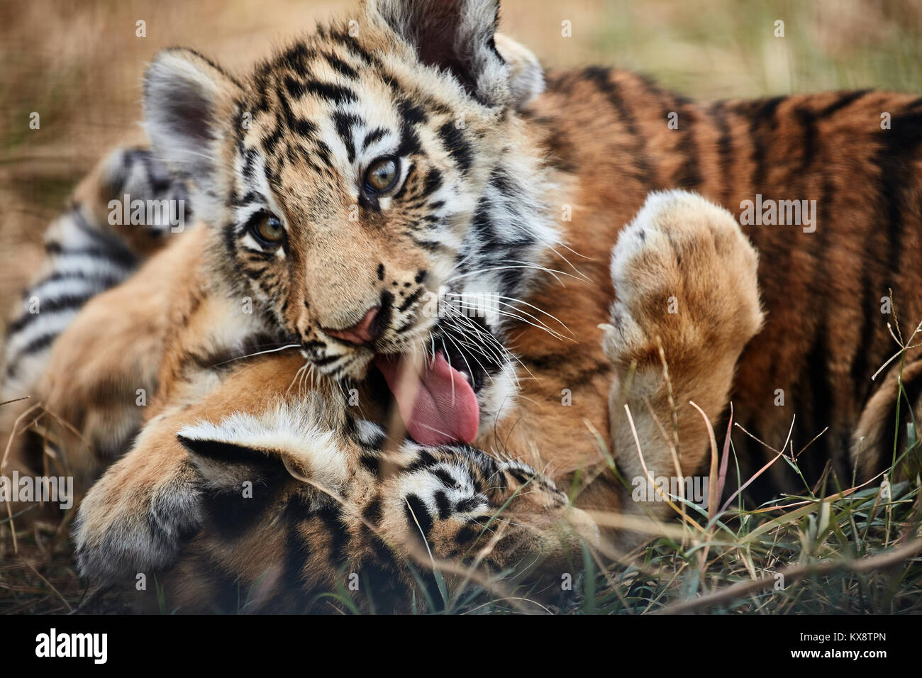 Playing tiger cubs. young Tiger Stock Photo