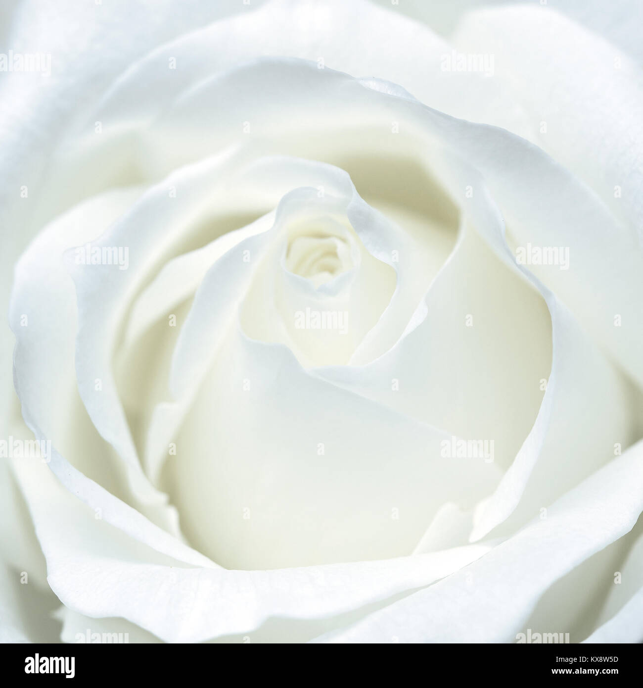 Fragile white rose. Macro Stock Photo Alamy