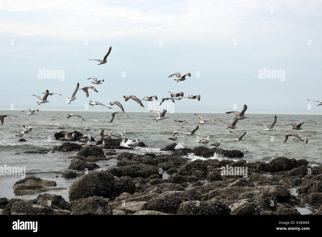 Birds before the storm on the sea Stock Photo Alamy