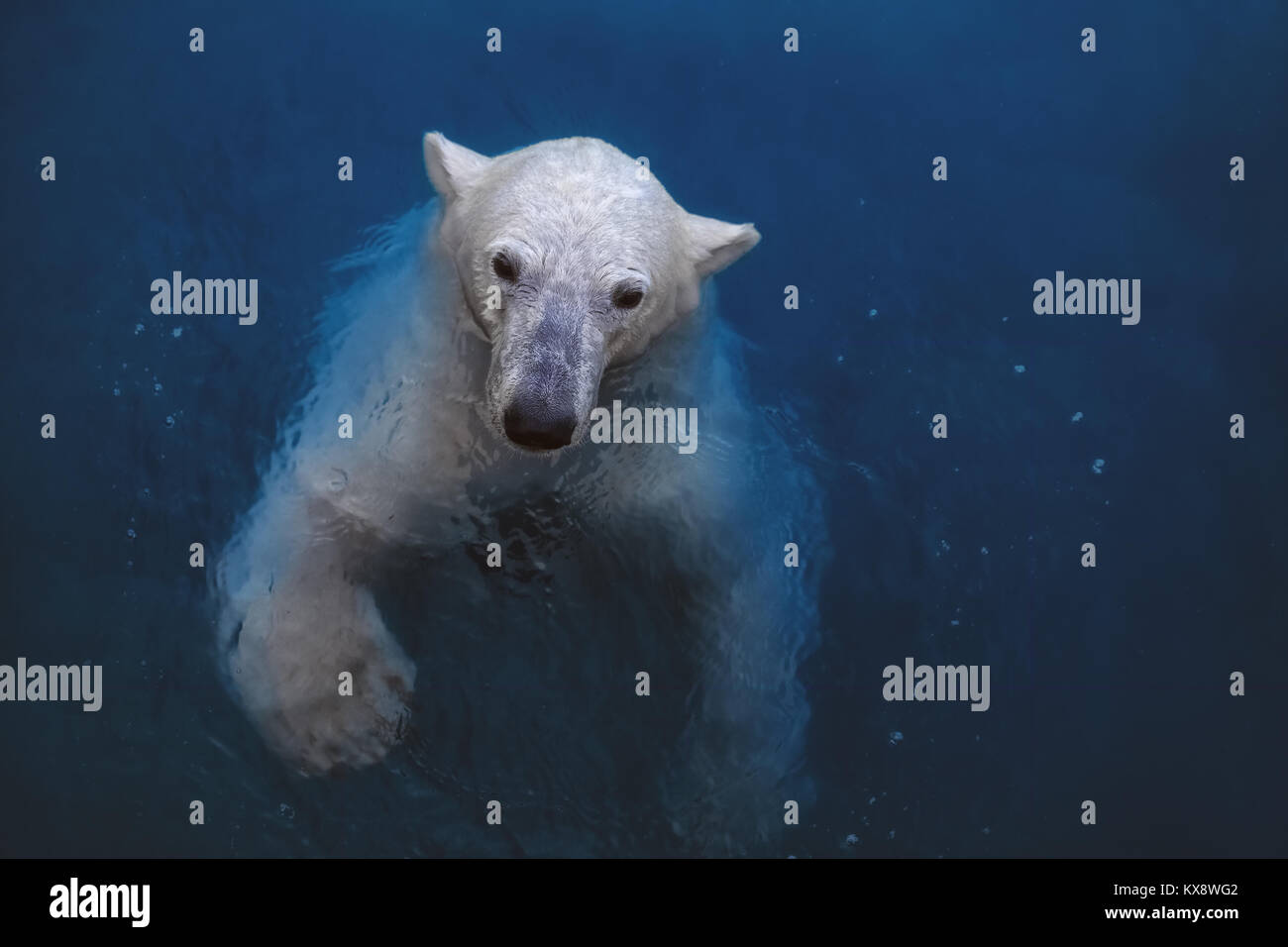 Swimming polar bear, white bear in water Stock Photo - Alamy