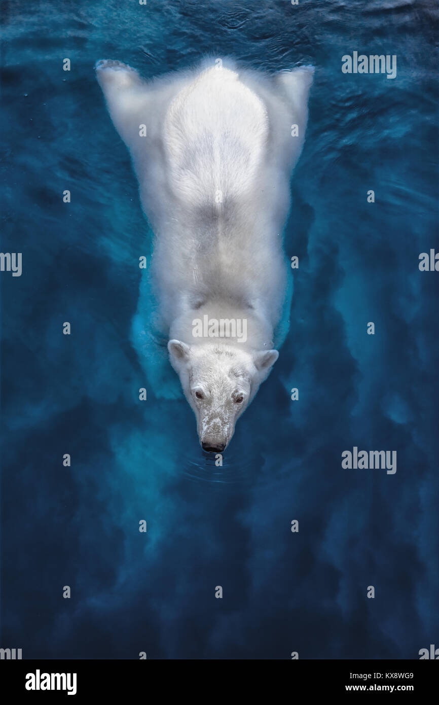Swimming polar bear, white bear in water Stock Photo - Alamy