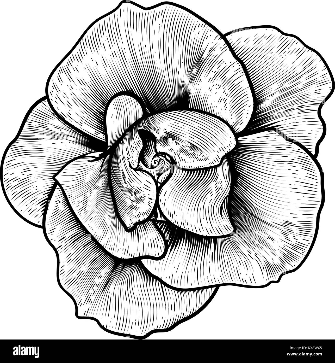 Rose Flower Woodcut Vintage Engraved Etching Stock Vector