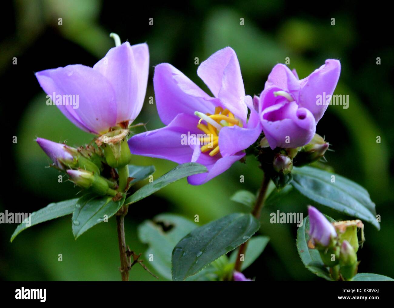 macro - close-up view of purple color  Osbeckia octandra - bovitiya flower- seen in a forest  in Matale, Sri Lanka Stock Photo