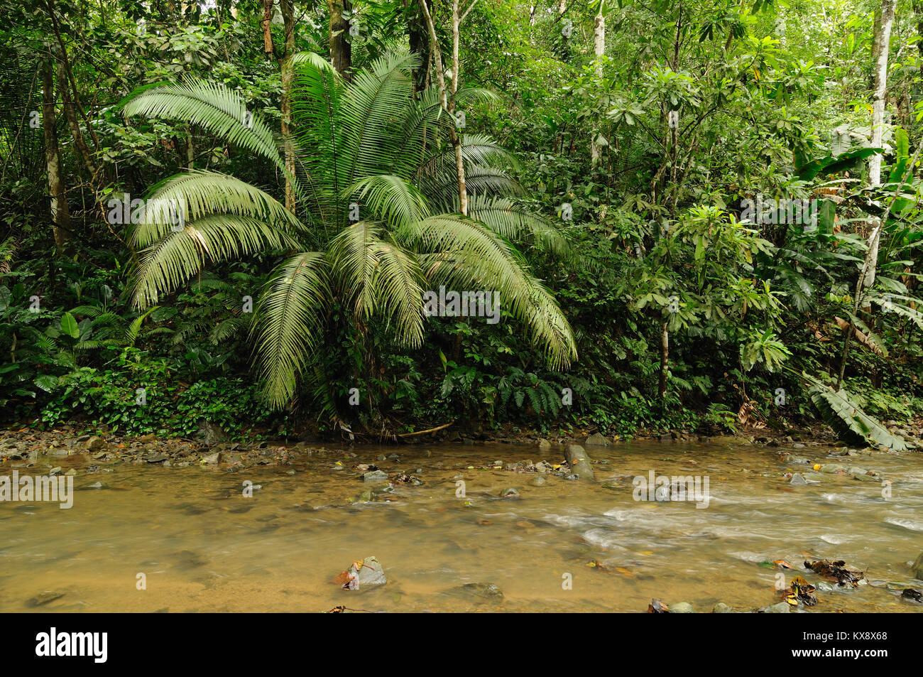 River in the wild Darien jungle near Colombia and Panama border