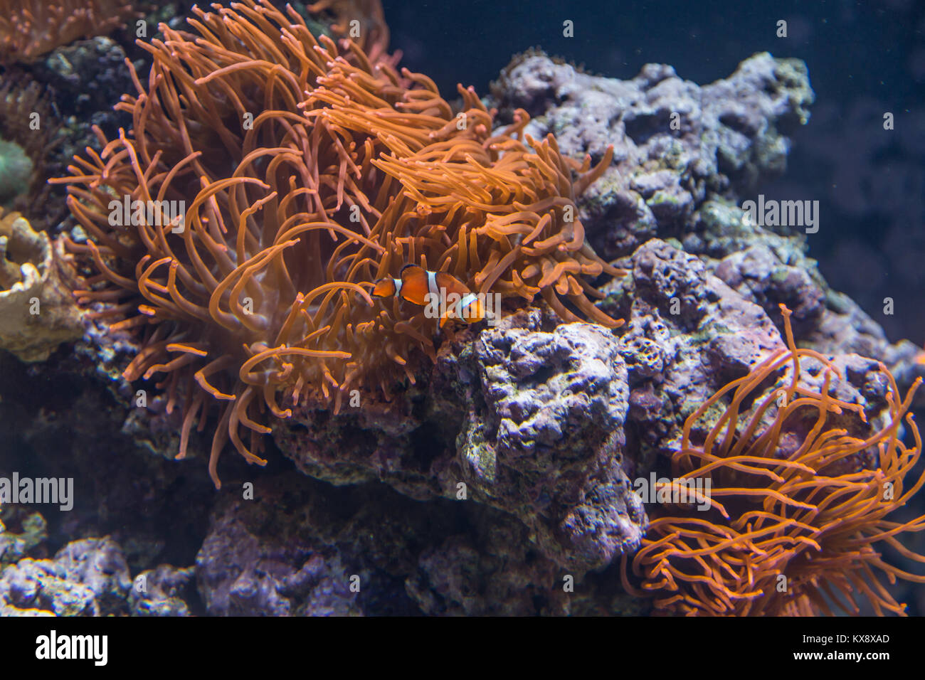 Orange Bubble-tip Anemone and Little Clownfish, Amphiprion Ocellaris, inside Aquarium Stock Photo