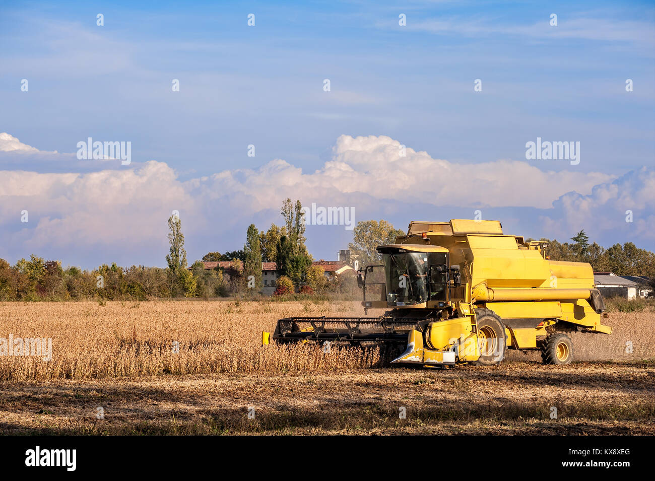 Harvesting of soybean field with combine harvester. Yellow thresher. Stock Photo