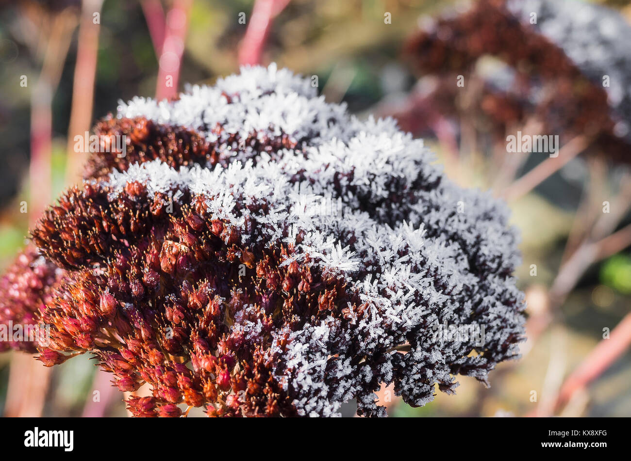 A rising winter sun slowly thaws ice crystals which formed overnight on a sedum spectabile seedhead in winter in UK Stock Photo