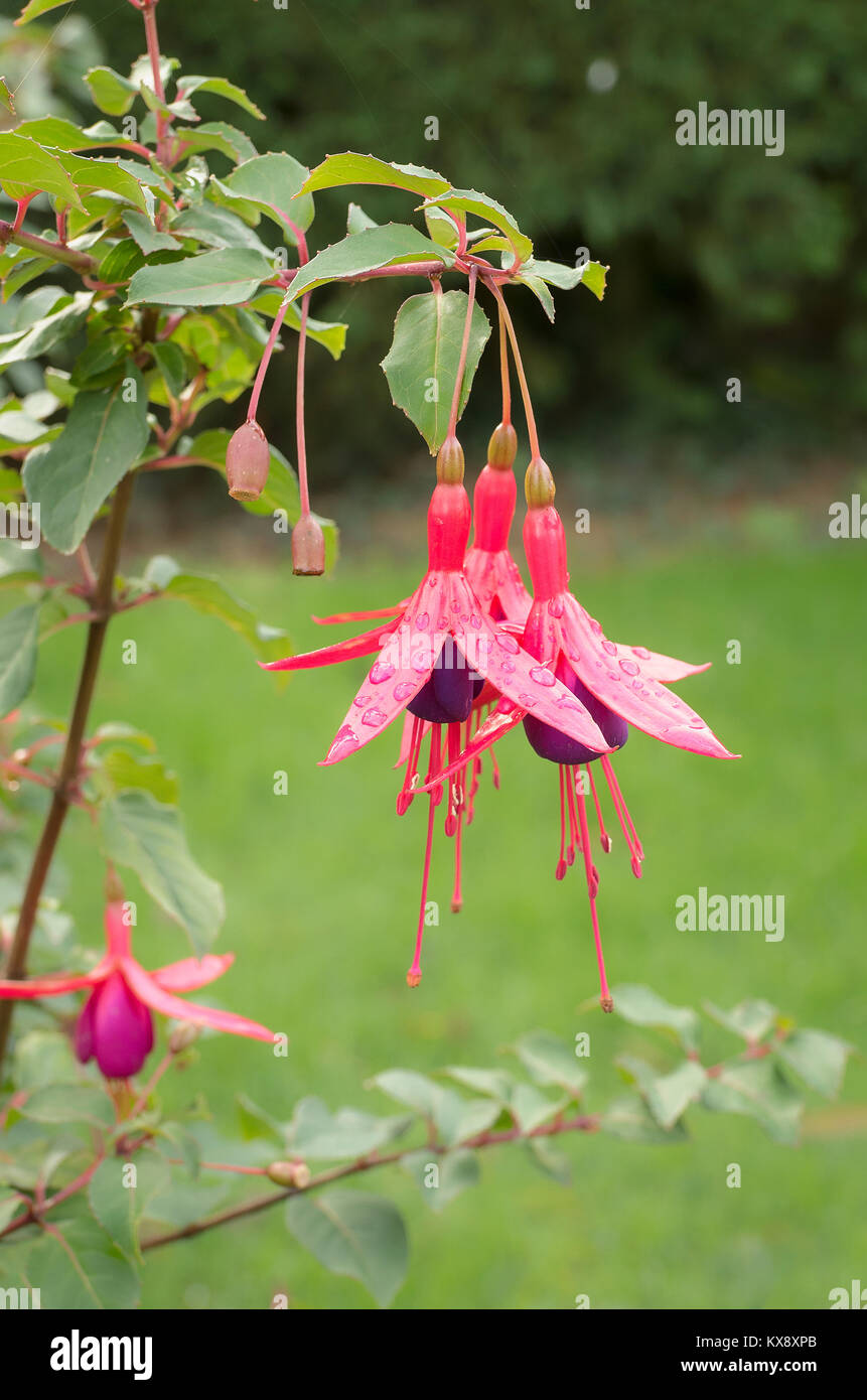 Hardy perennial Fuchsia Mrs Popple in flower in an English garden in November before being cut down by frosts Stock Photo