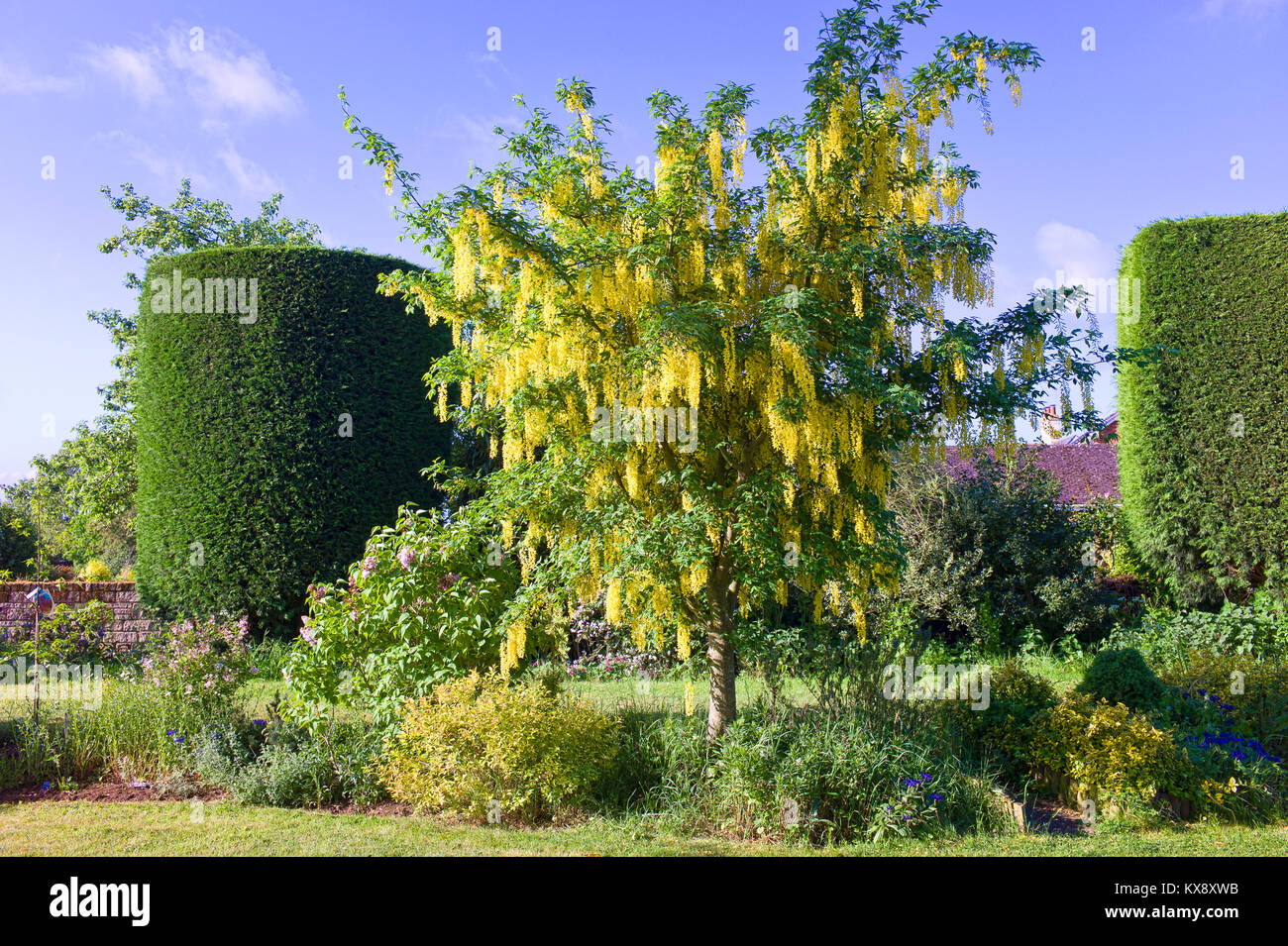 Laburnum x watereri vossii flowering in an English garden in May Stock Photo