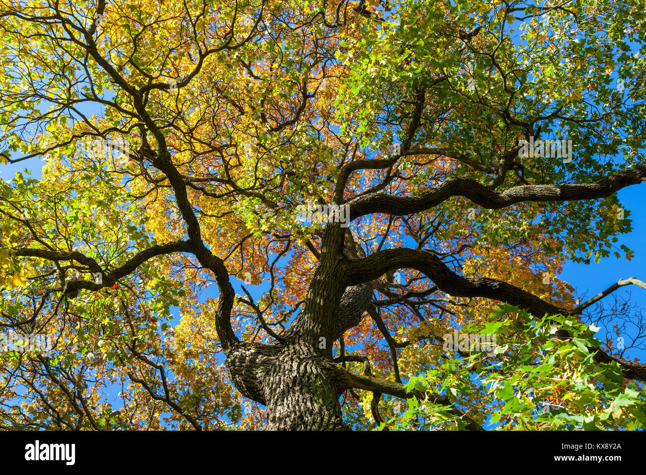 Autumn color maple foliage Stock Photo - Alamy