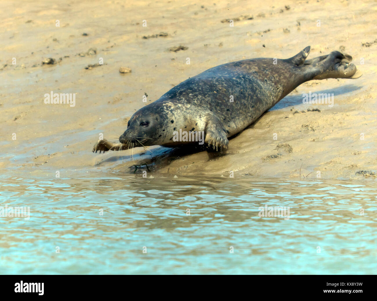 The Seal Colony at Pegwell Bay, at the estuary of the River Stour, visited via the Sandwich River Bus Stock Photo