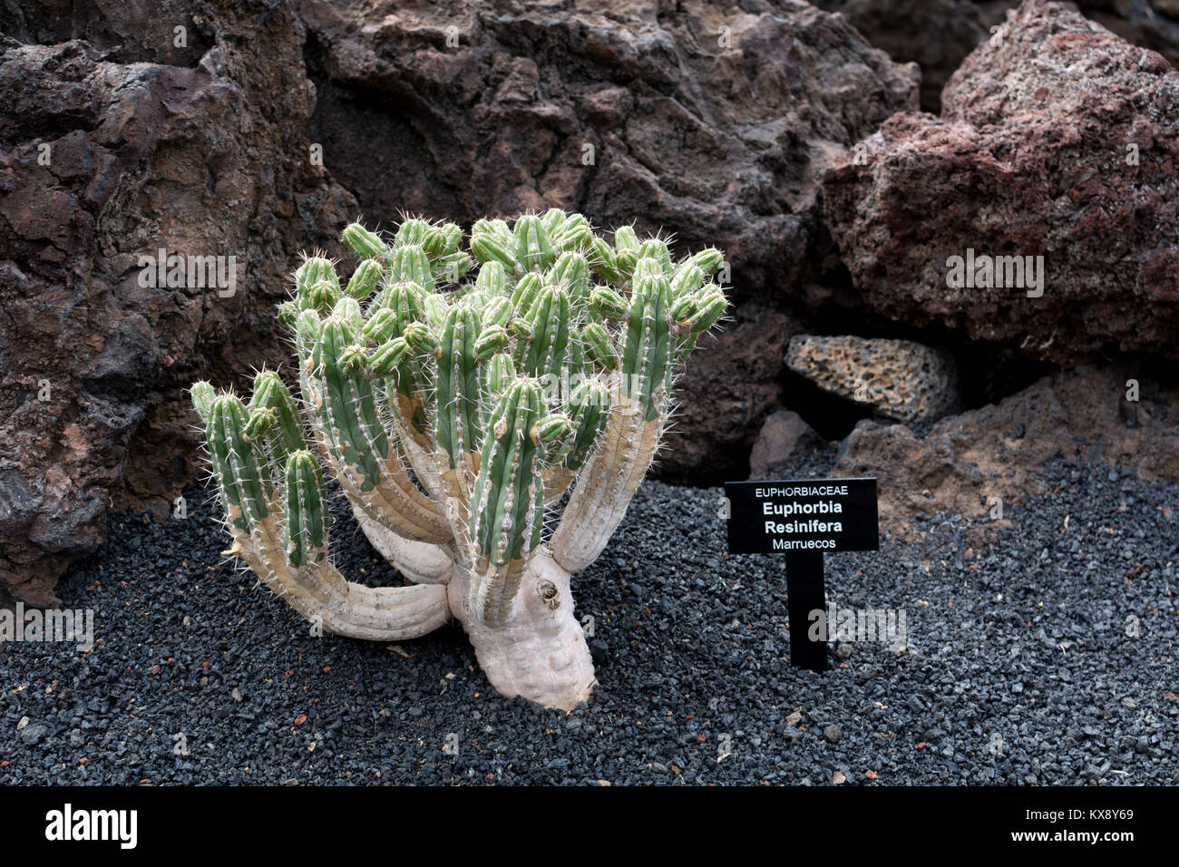 Euphorbia resinifera (Resin Spurge), Jardin de Cactus, Guatiza, Lanzarote, Canary Islands, Spain. Stock Photo