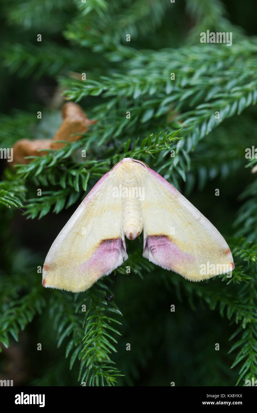 Lemon Plagodis on Ground Pine.  Hoverter & Sholl Box Huckleberry Natural Area, Tuscarora SF, Pennsylvania, June. Stock Photo