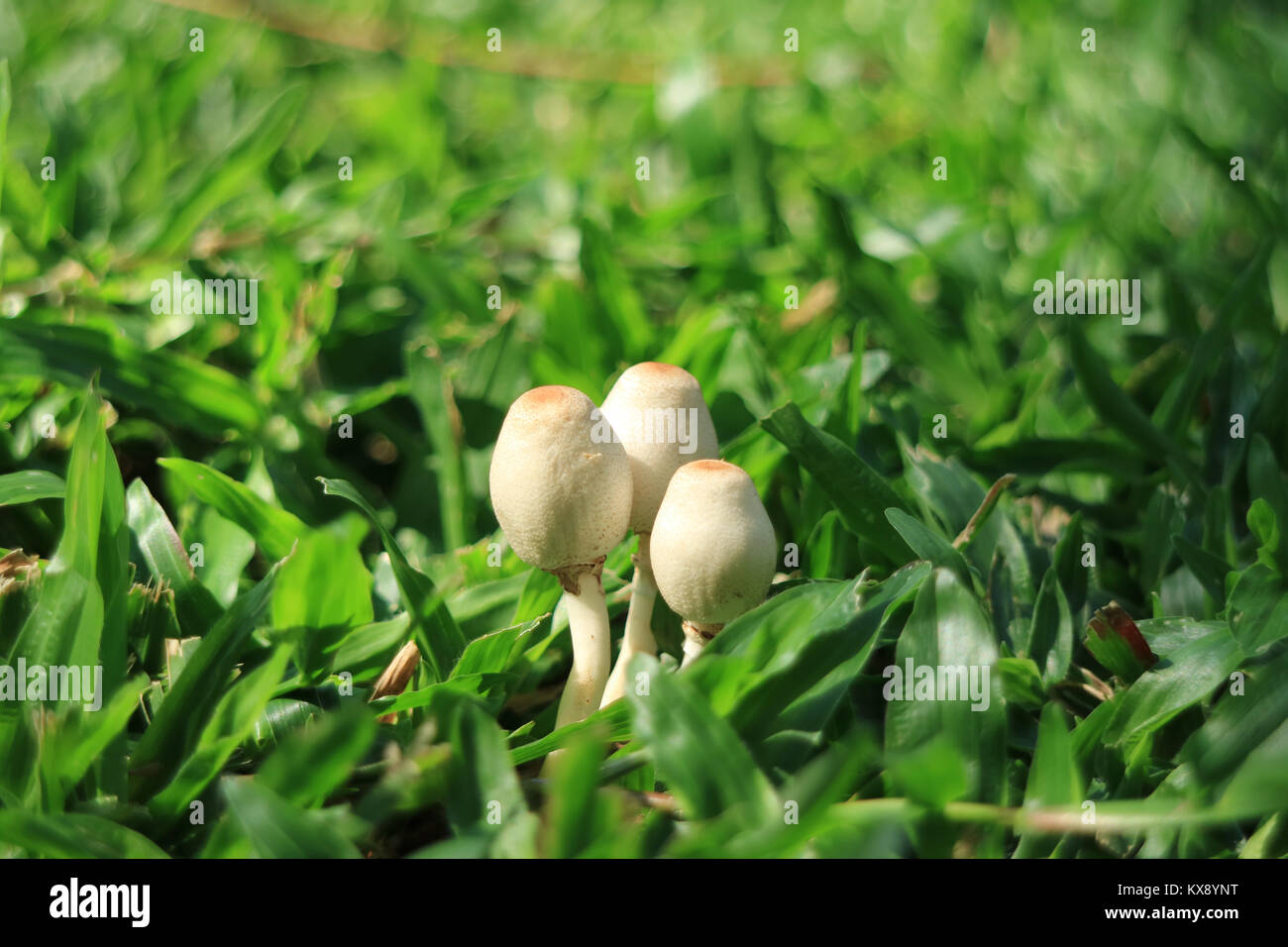Closed up three little wild white mushrooms growing together on vibrant green grass in the sunlight, Thailand Stock Photo