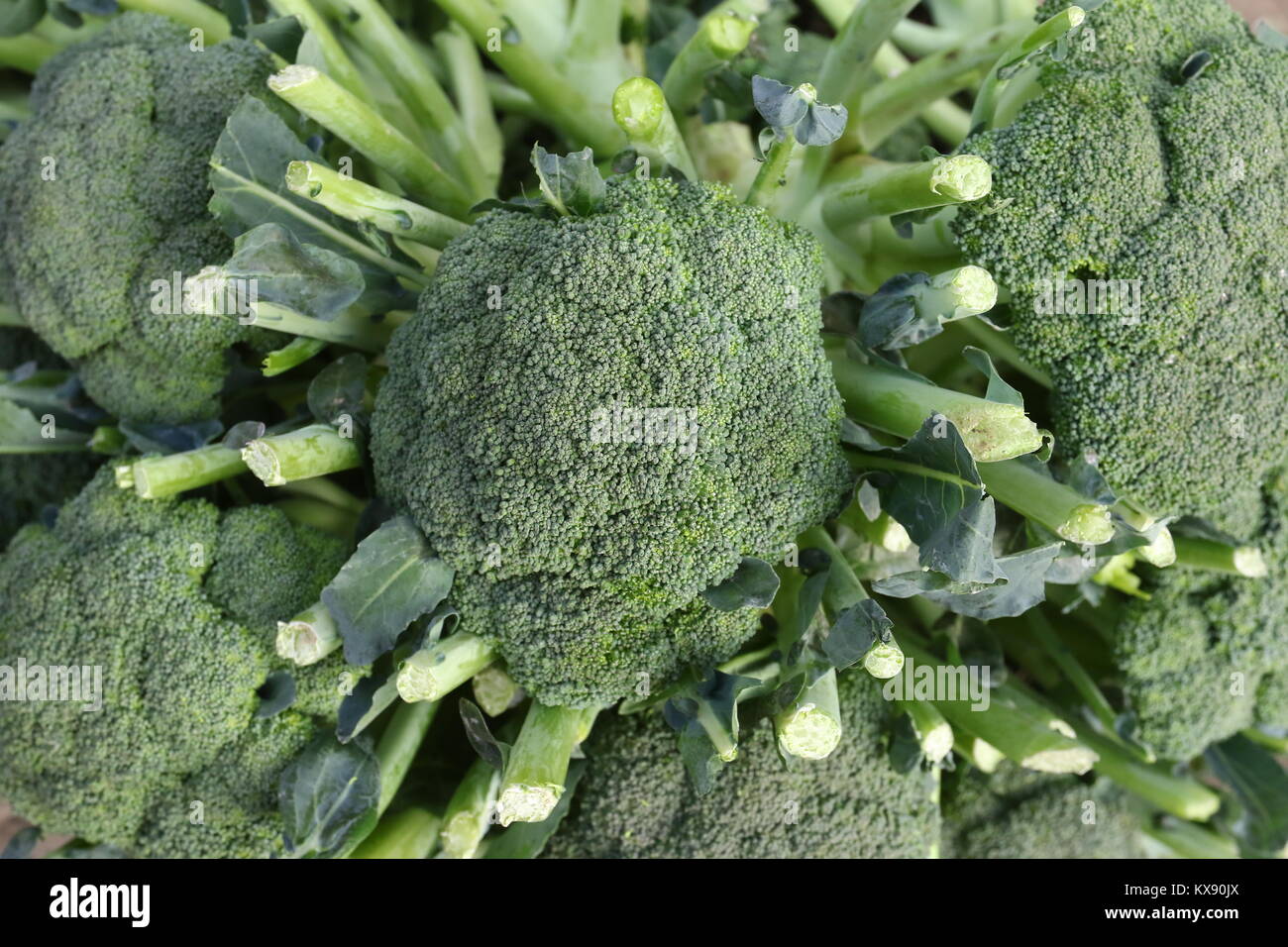 Winter vegetables , broccoli Stock Photo Alamy