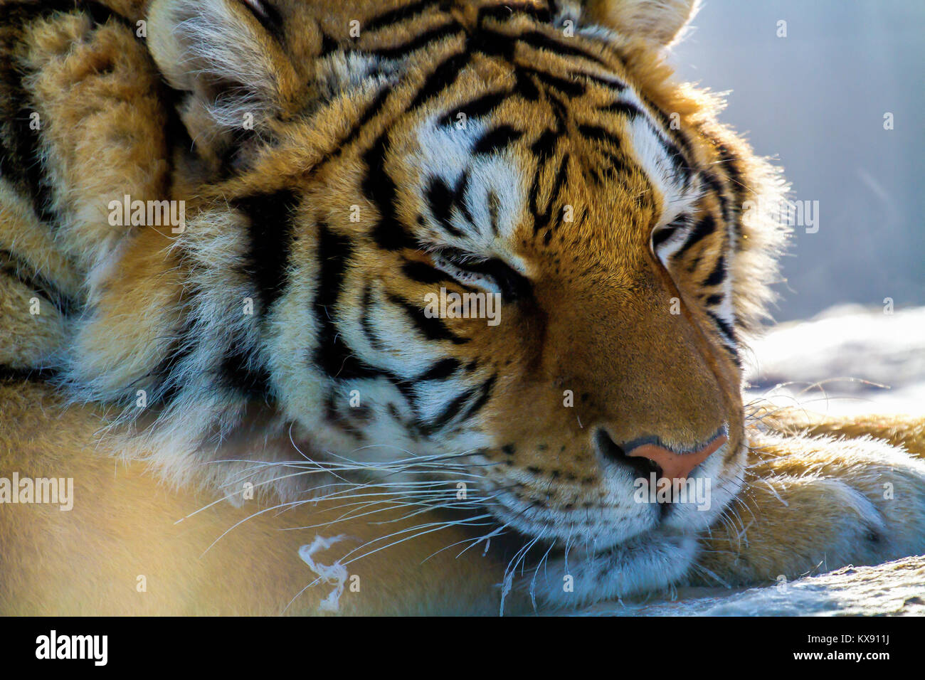 Siberian tiger in the tiger conservation park in Hailin, Heilongjiang province, North East China Stock Photo