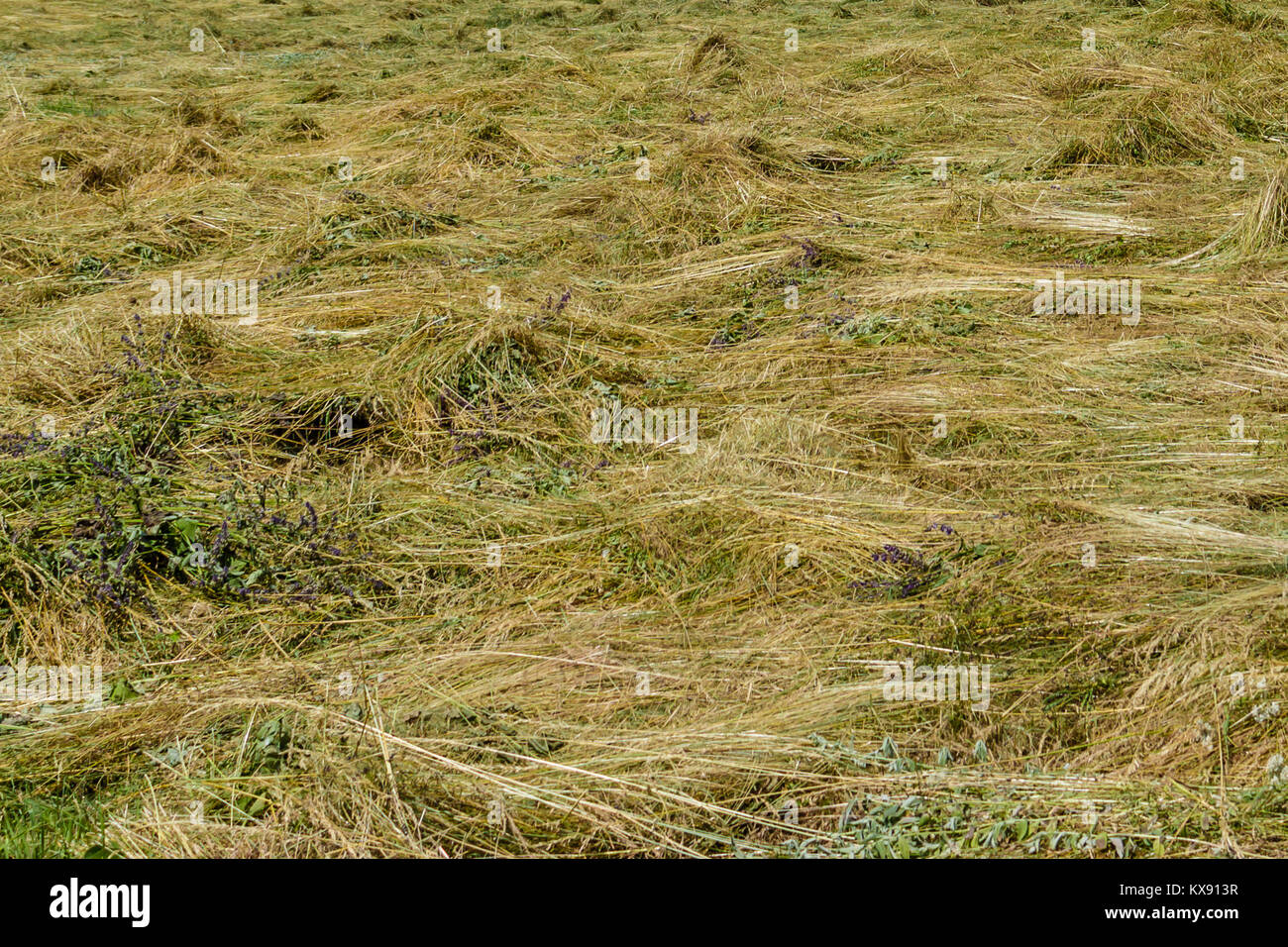 Swath on a meadow, closeup Stock Photo
