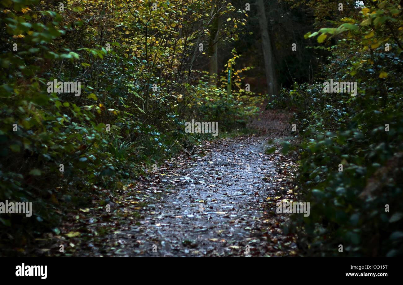 Pathway through a murky wet woodland Stock Photo