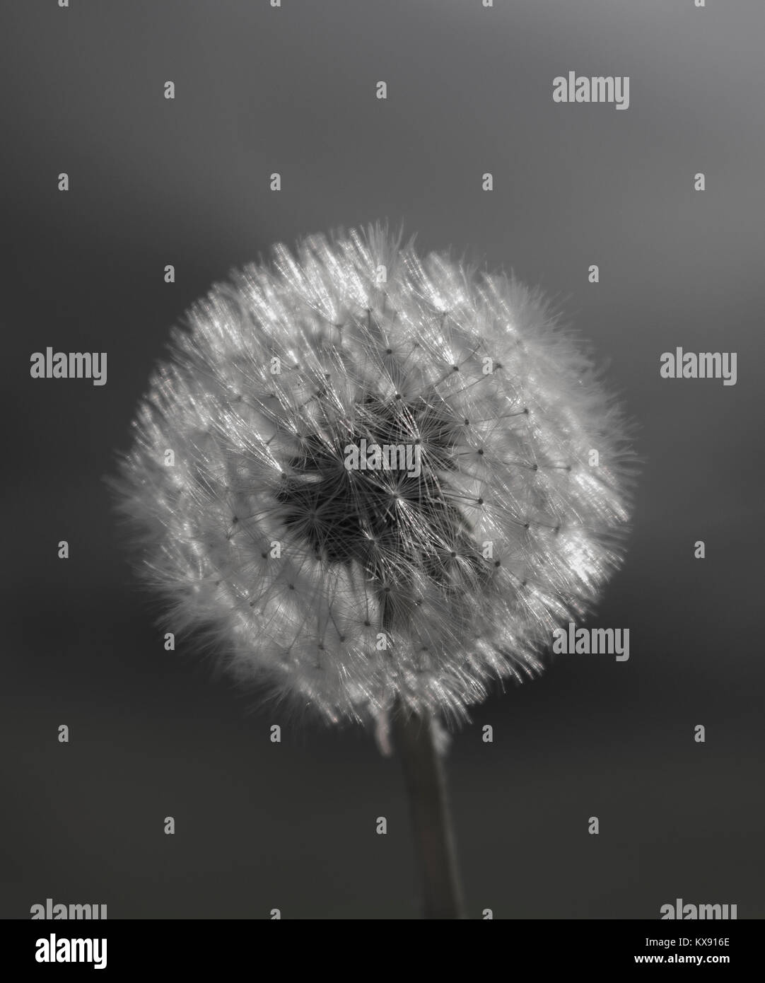 Black and white dandelion hi-res stock photography and images - Alamy