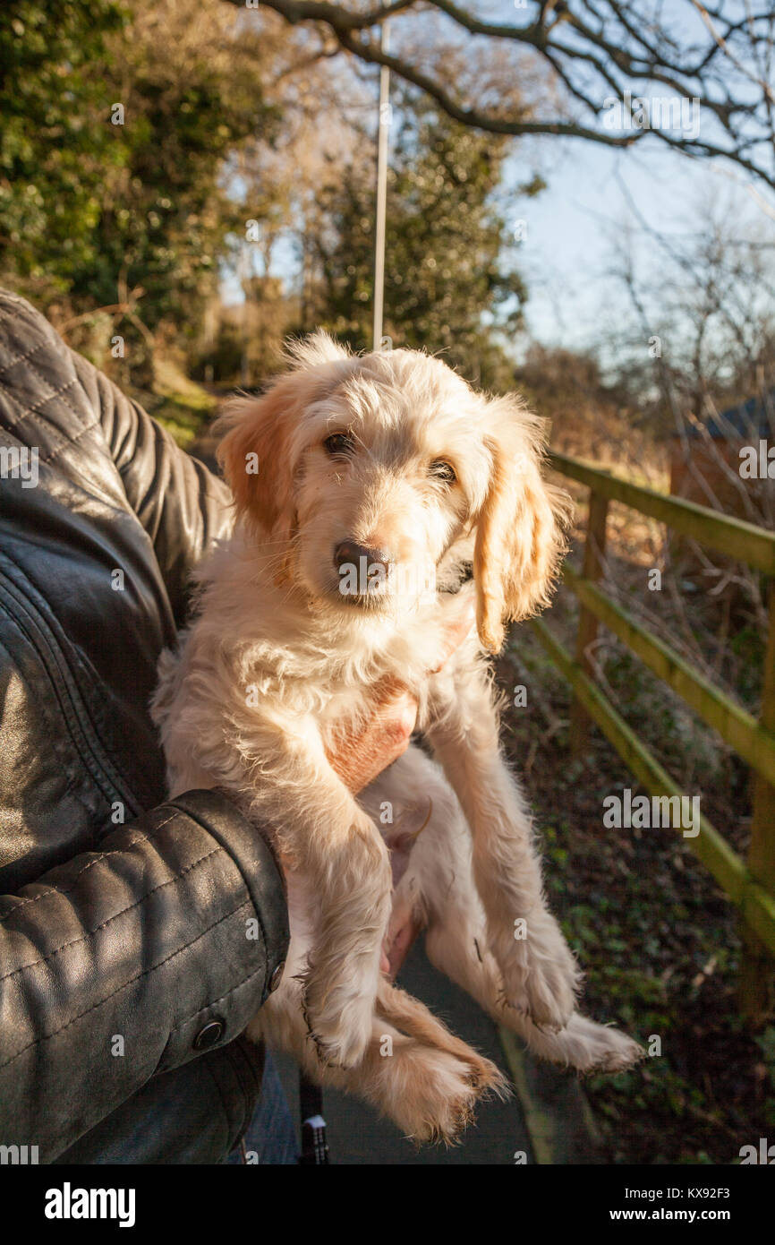 11 week goldendoodle