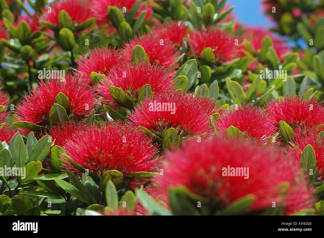 red fluffy flowers of the Puhutakawa tree; Metrosideros excelsa, New Zealand Stock Photo