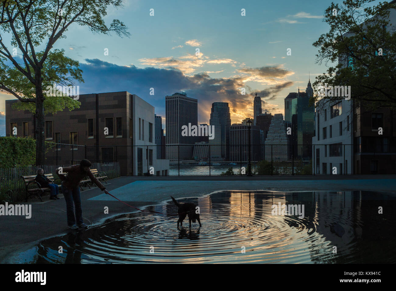A dog walking in a puddle in Brooklyn, NY Stock Photo