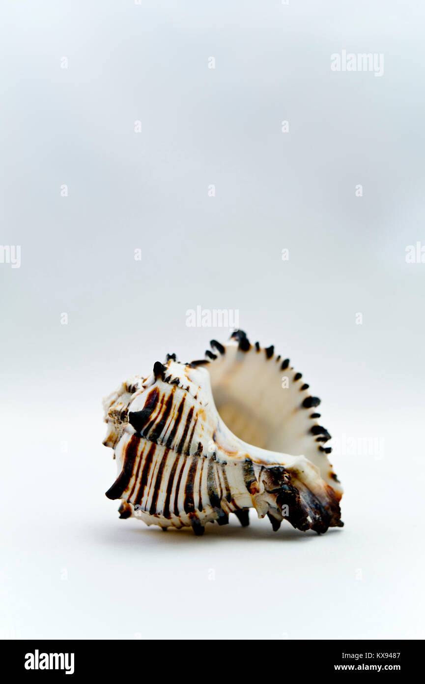 Sea shell on plain light background Stock Photo