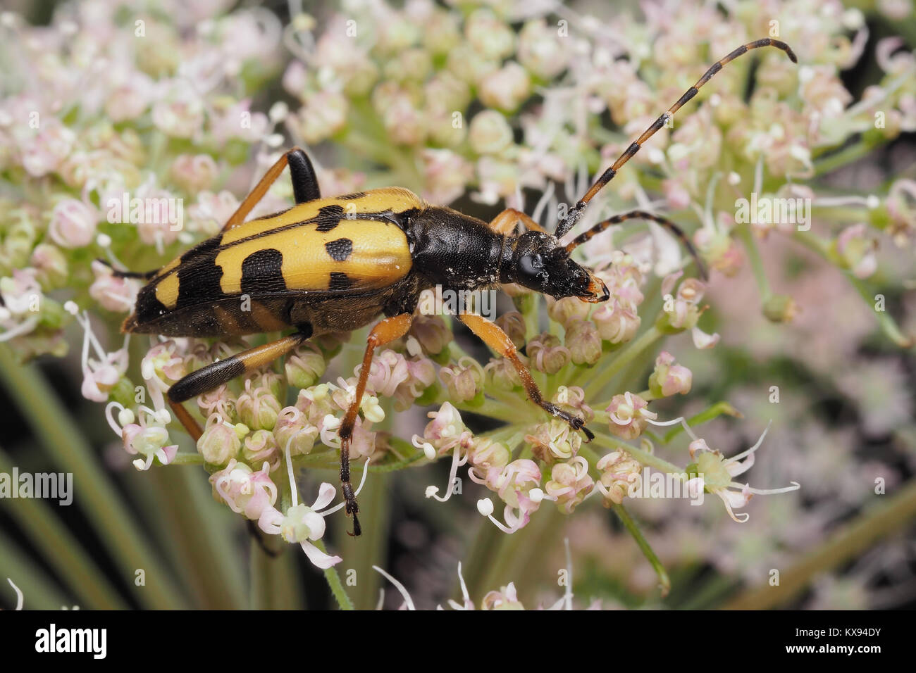 Black and Yellow Longhorn Beetle (Rutpela maculata) perched on an umbellifer flower. Cahir, Tipperary, Ireland. Stock Photo