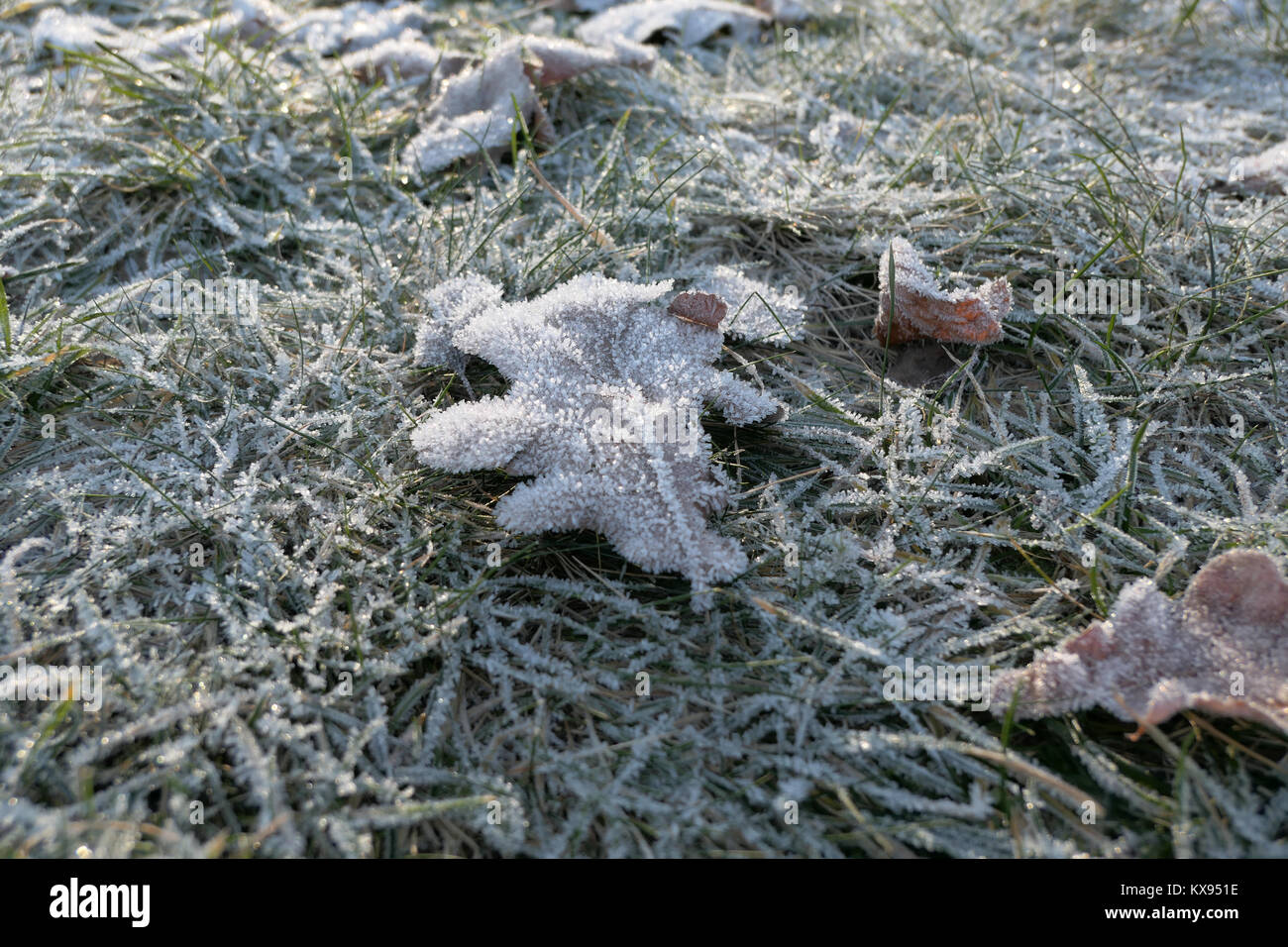 oak leave with ice crystals in morning sun / close up Stock Photo Alamy