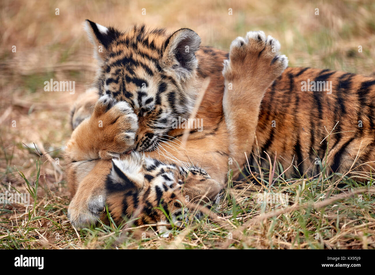 Cute little Tiger cubs playing in the grass Stock Photo