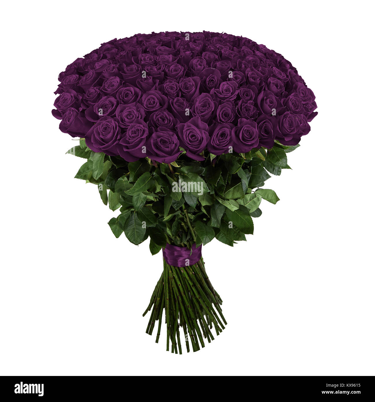 Violet rose hi-res stock photography and images - Alamy