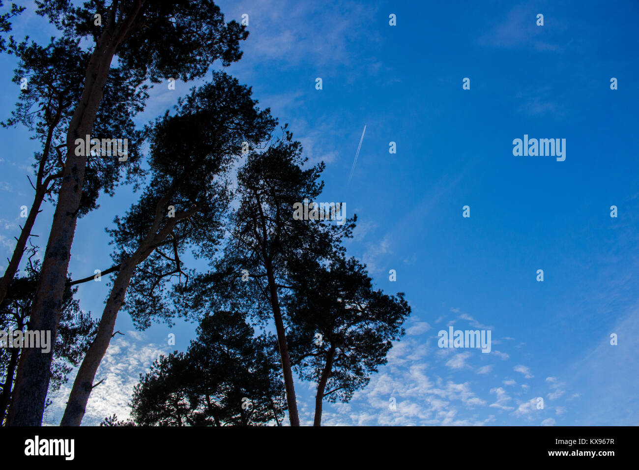 trees and blue sky and clouds Stock Photo - Alamy