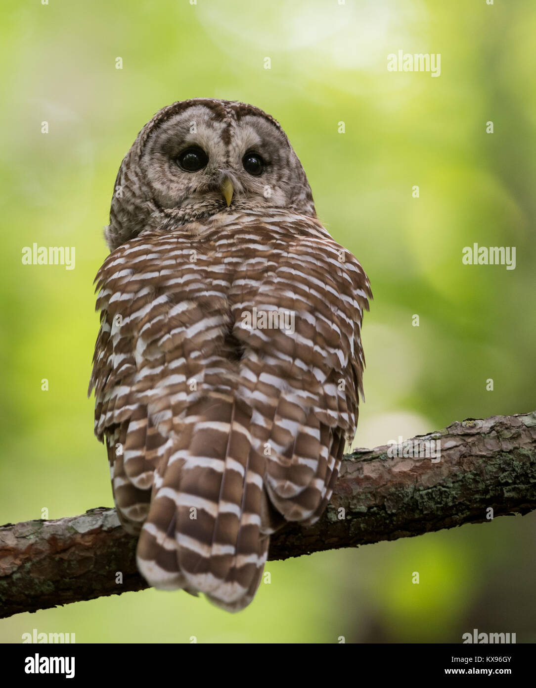 A barred owl in Maine Stock Photo Alamy
