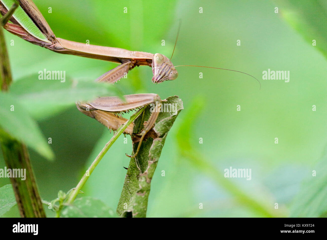 Chinese praying mantis Stock Photo Alamy