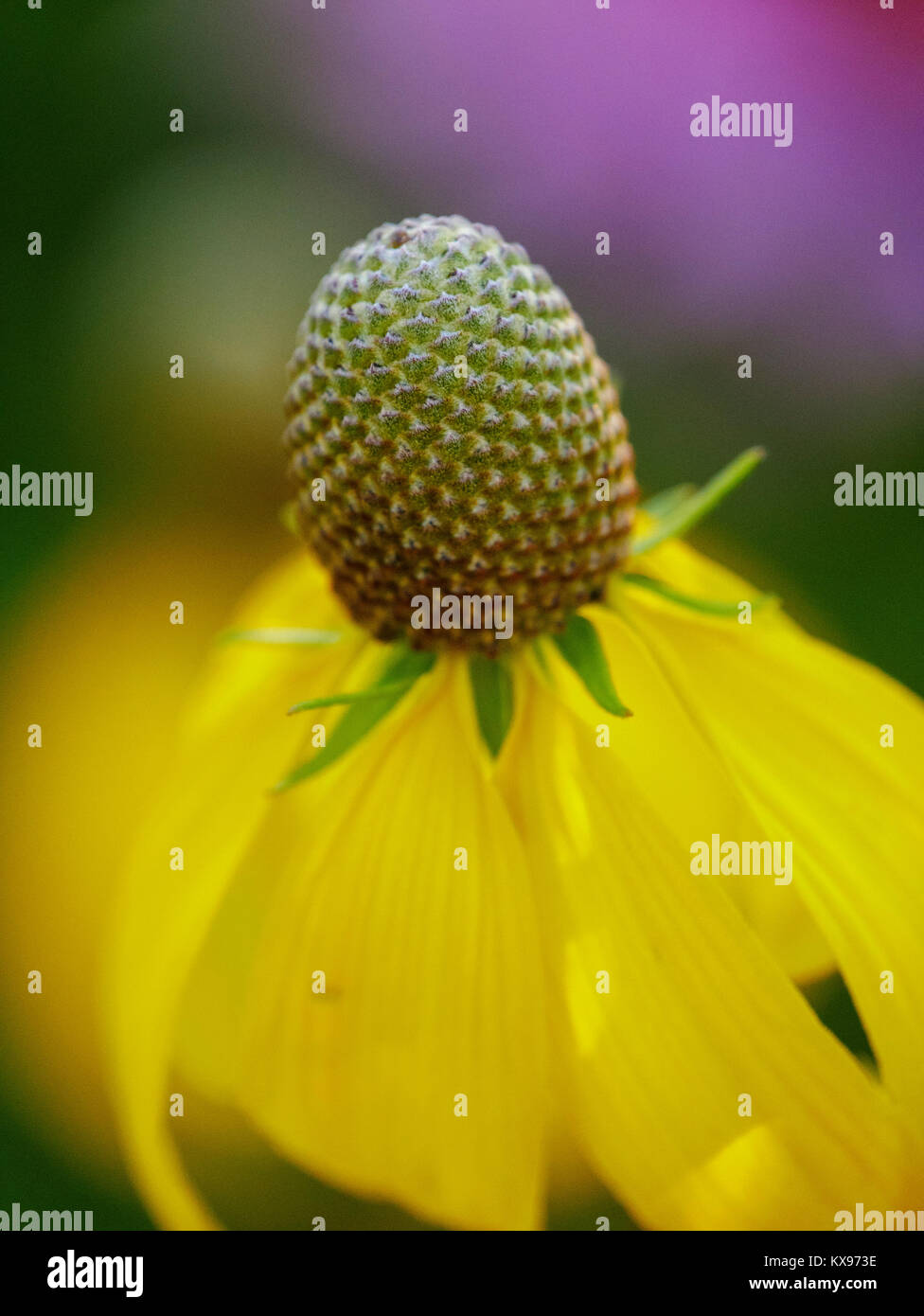 Yellow or prairie coneflower. Also known as gray-headed coneflower. Stock Photo