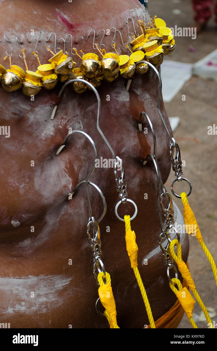 A Hindu devotee piercing hooks to body in Thaipusam Stock Photo Alamy
