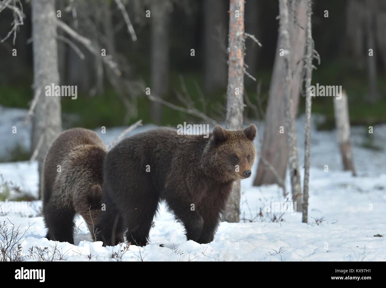 Bears In Spring Hibernation bear hi-res stock photography and images - Alamy