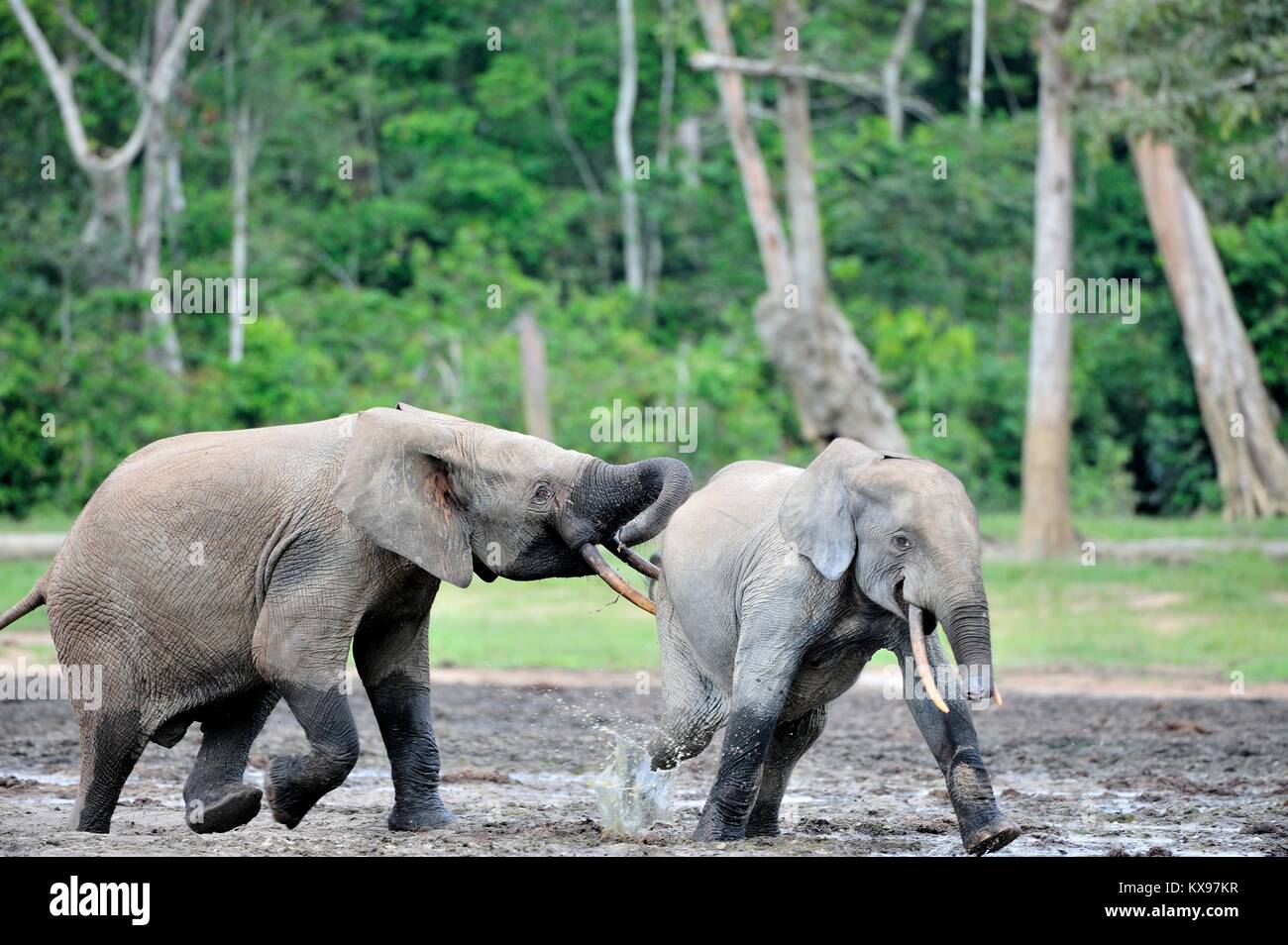 the attacking Elephant. Forest Elephant (Loxodonta africana cyclotis), (forest dwelling elephant) of Congo Basin. Dzanga saline (a forest clearing) Ce Stock Photo