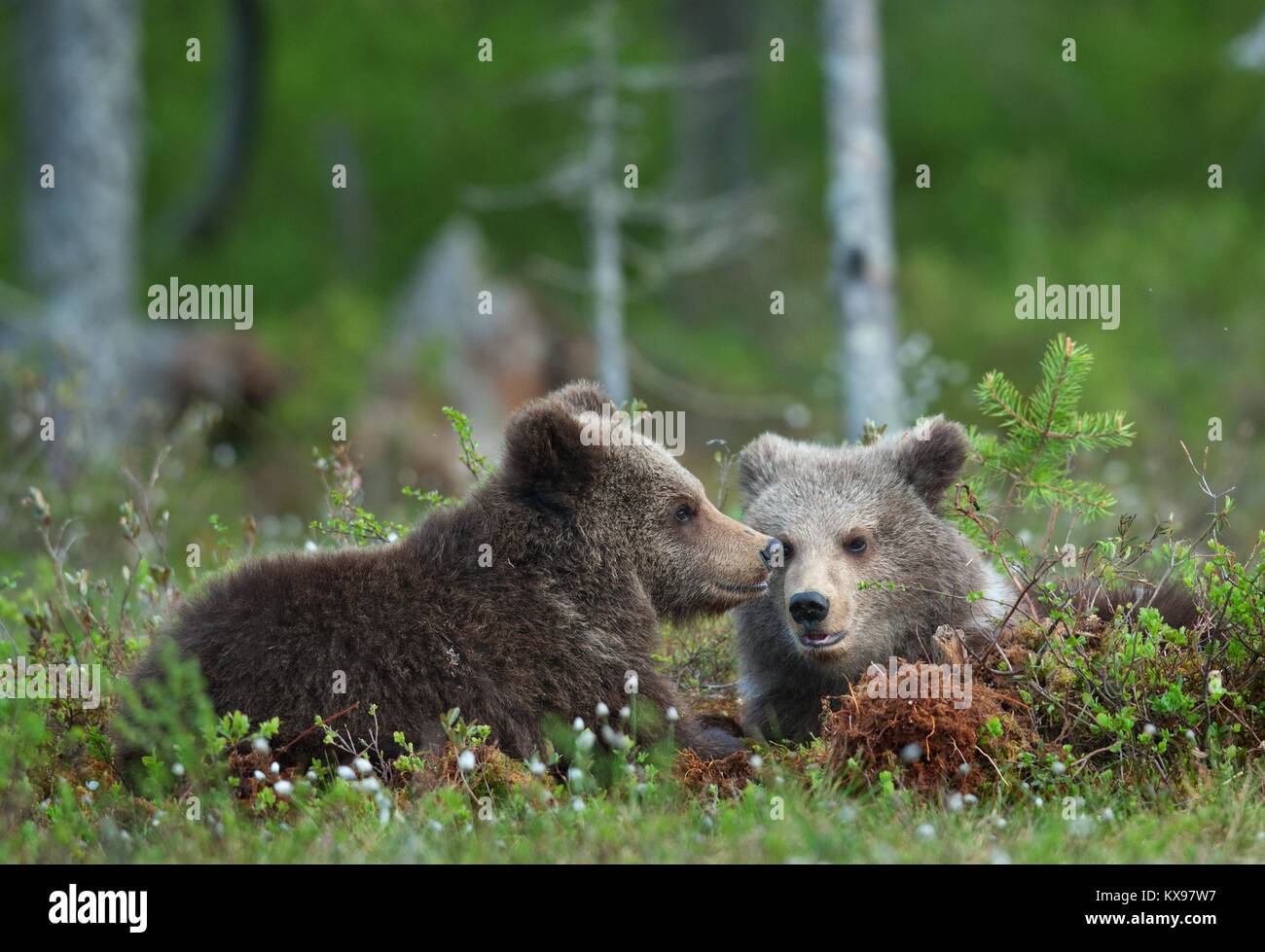 Cubs of Brown Bear (Ursus arctos) in the summer forest Stock Photo - Alamy